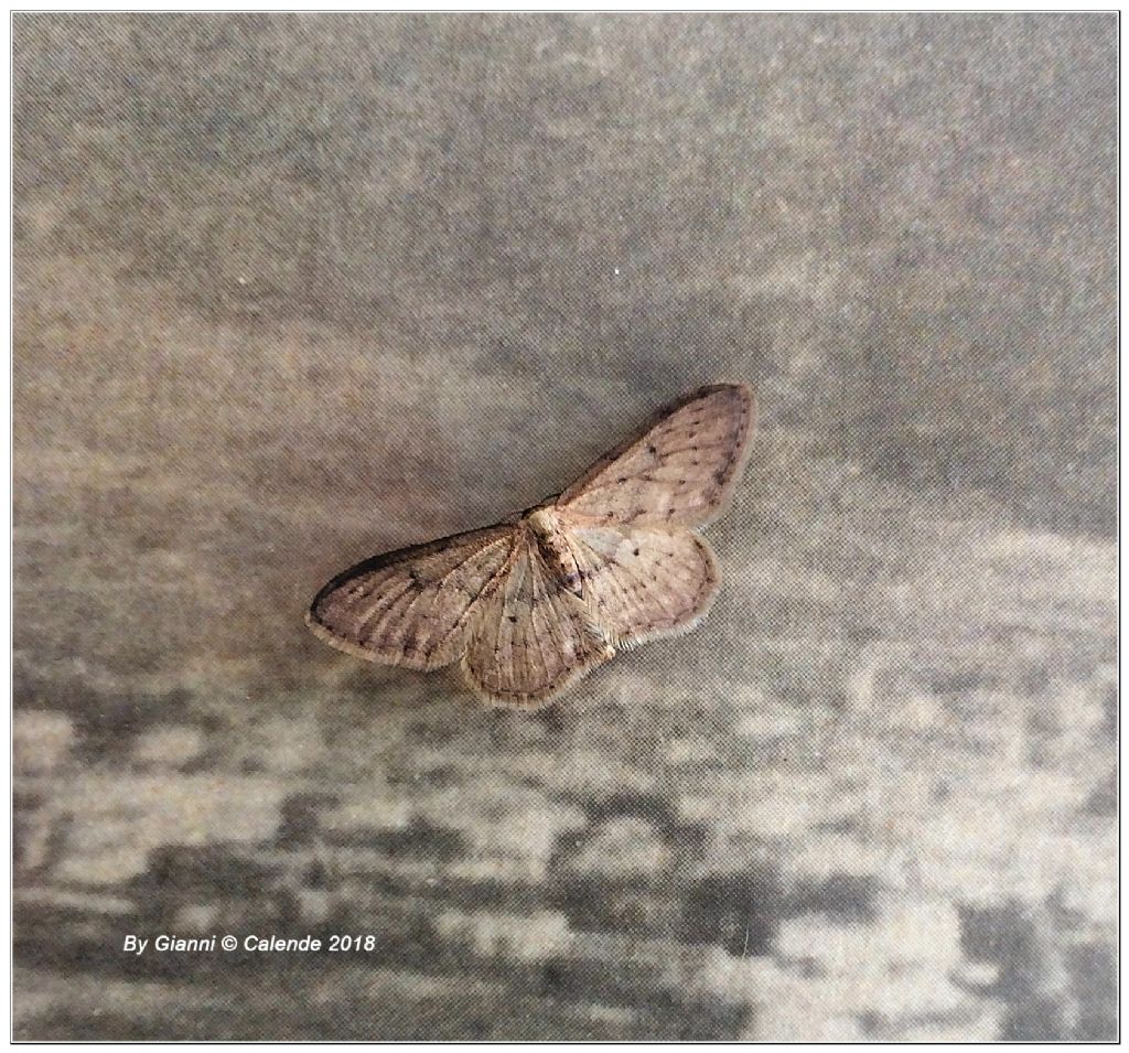 Piccolissima falena da id - Geometridae